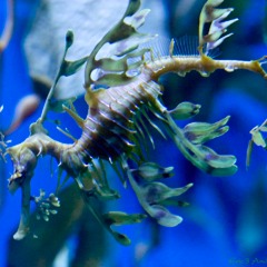 Long Beach Aquarium 2004