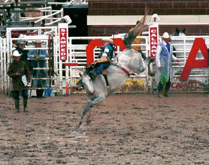 Bucking horse